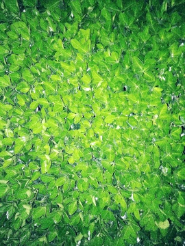 绿色植物