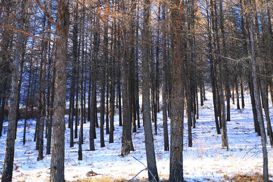 雪原松林