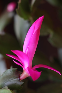 花卉