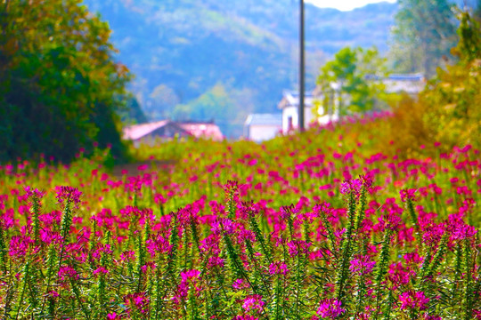 花奔