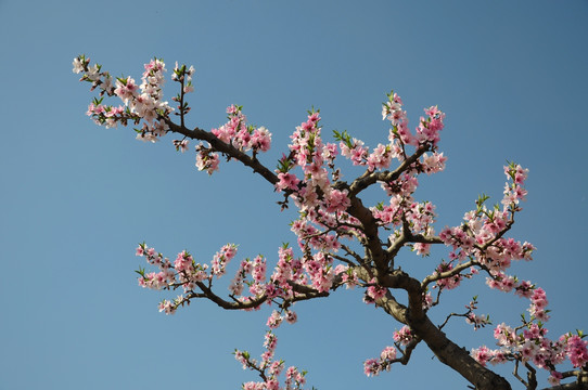 桃花盛开