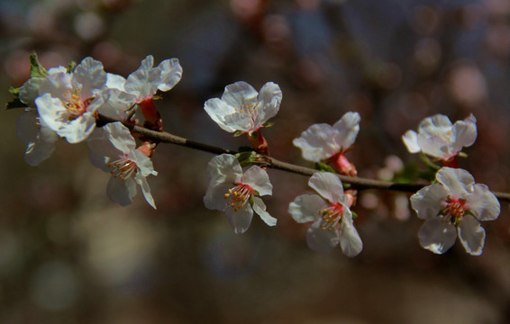 鲜花