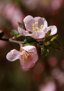 鲜花