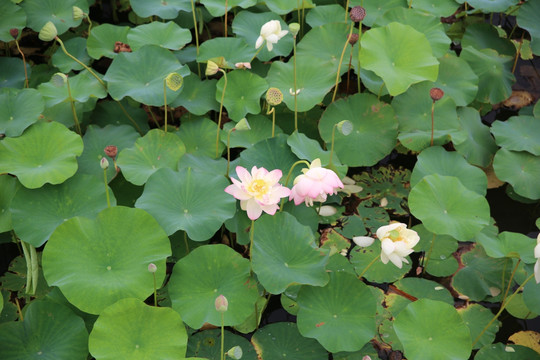 池塘荷花