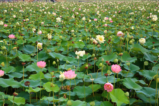 满湖荷花