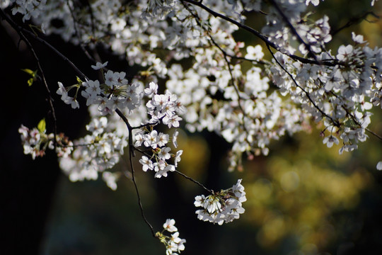 樱花