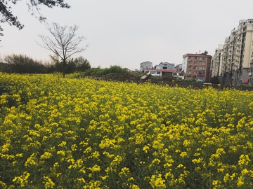 油菜花 