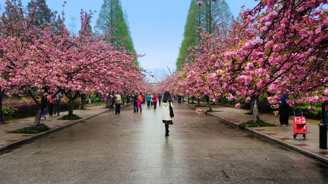 樱花 合肥