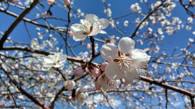 初春的杏花