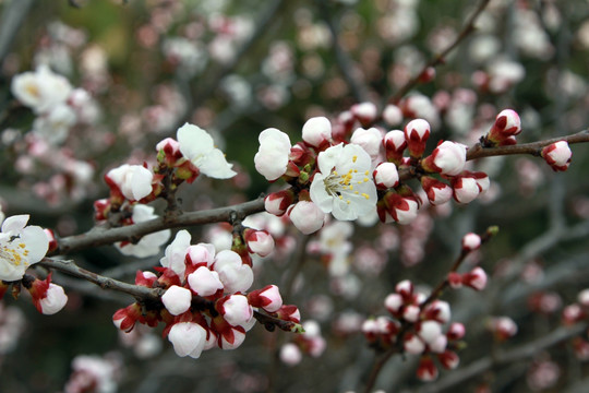 桃花