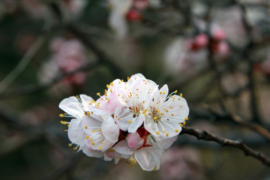 桃花