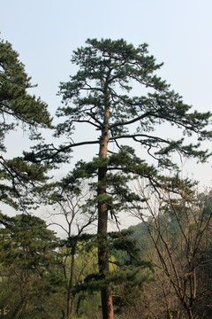 松树