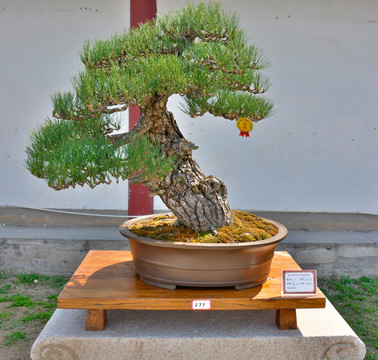 黑松盆景