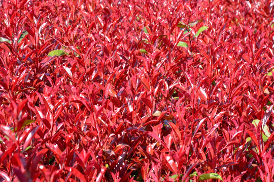 红艳艳的植物