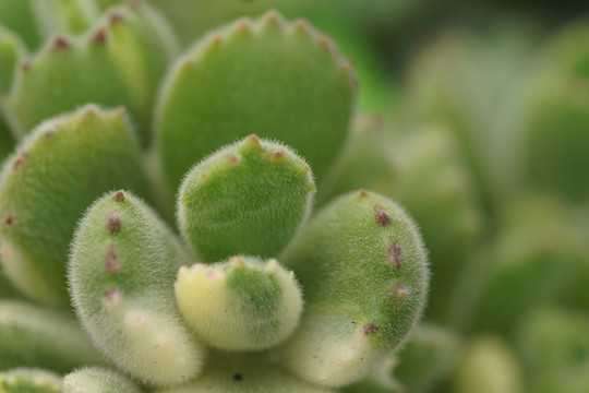 多肉植物黄熊爪 熊童子