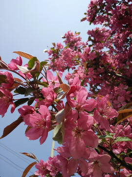 桃花 碧桃花