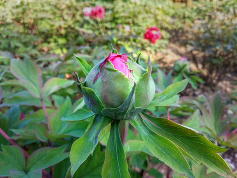 牡丹花苞 含苞待放牡丹花