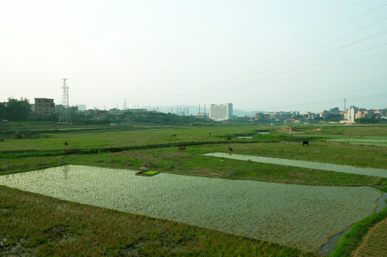 水稻田地