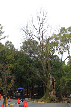奈良东大寺 古树