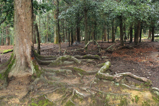 奈良森林公园