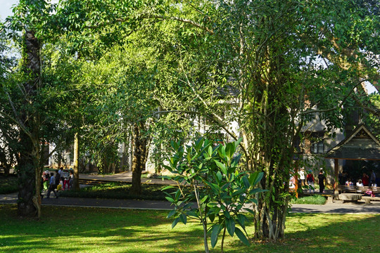 版纳植物园电影院 游览车总站