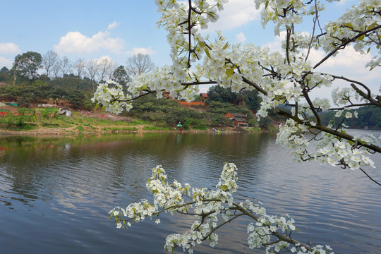 湖畔梨树花开