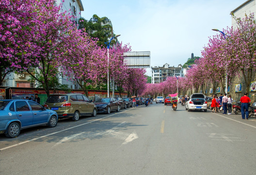 柳州市水南路紫荆花