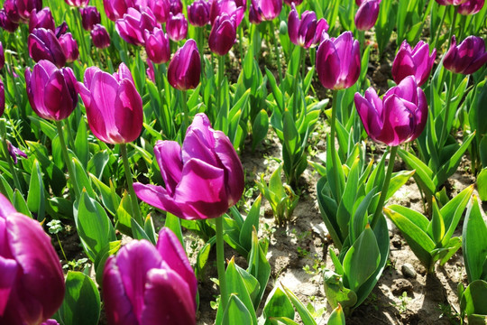 郁金香花海