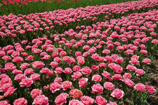 郁金香花海