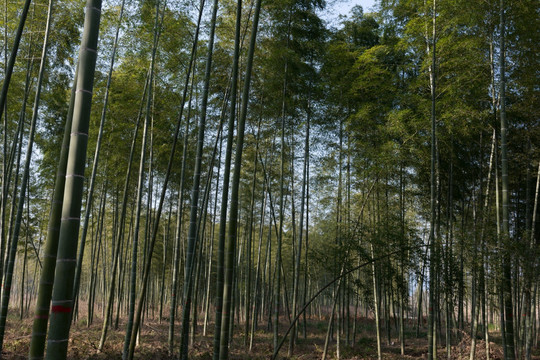 竹林