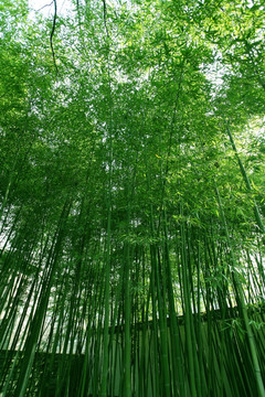 竹子 竹林 竹 植物