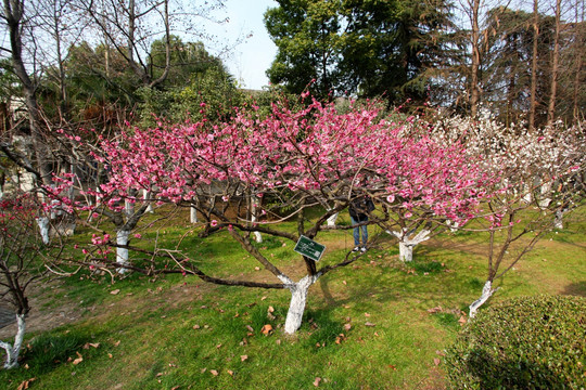 红梅花 梅花 红梅