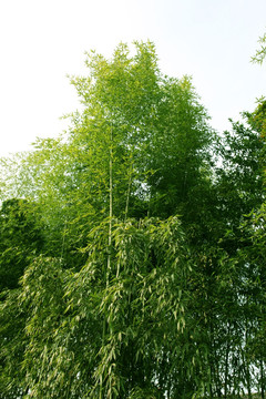 竹子 竹林 竹 植物