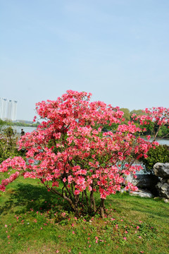 杜鹃花树