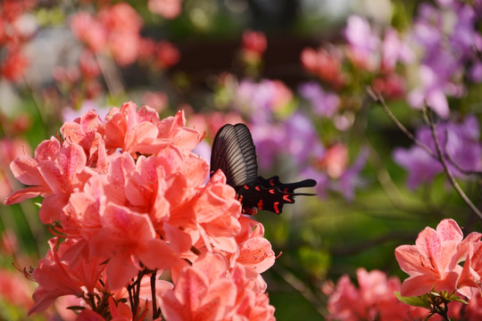 蝶恋花