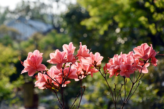 逆光杜鹃花