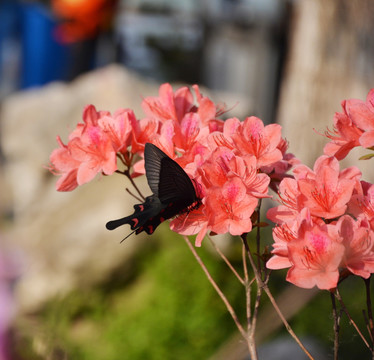 蝶恋花