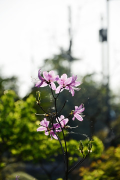 逆光杜鹃花