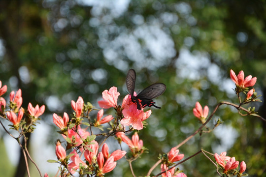 蝶恋花