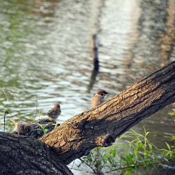 池塘边的麻雀