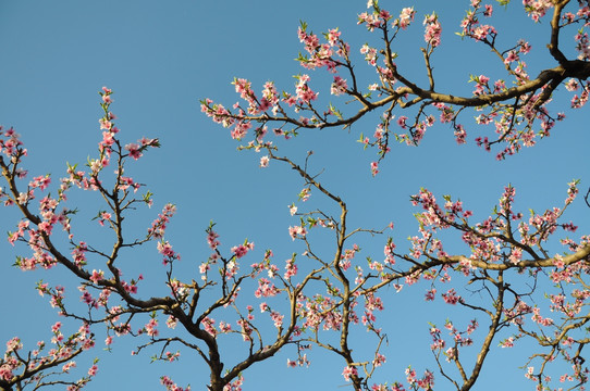 桃林花开