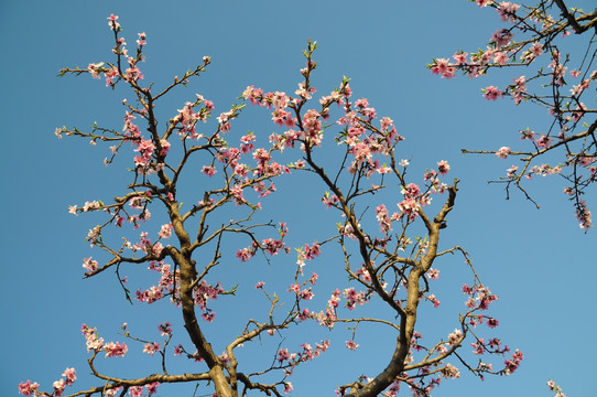 春来桃花开