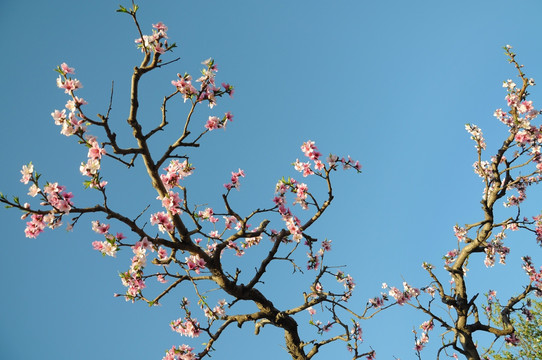 春天桃园花色艳