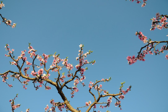 春满桃园花色艳