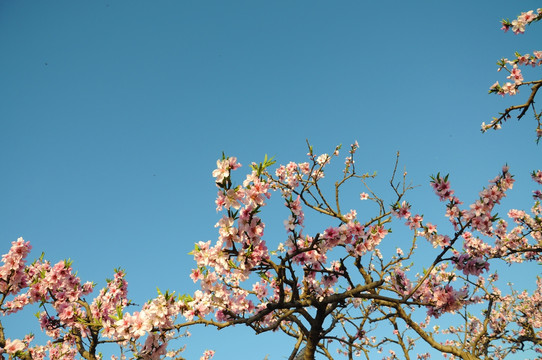 春满桃园花色艳