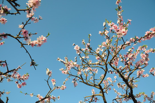 春满桃园花色艳