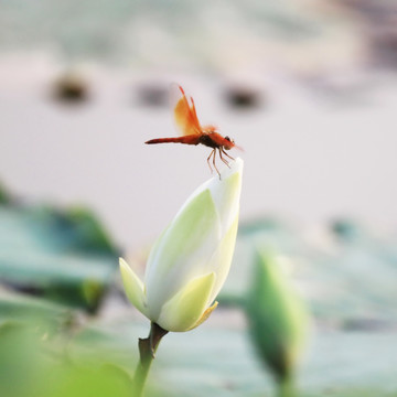 振翅
