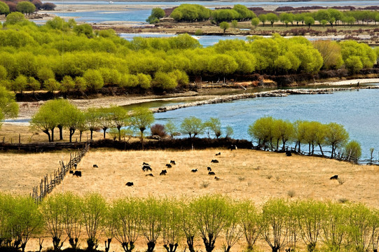 草原牧场