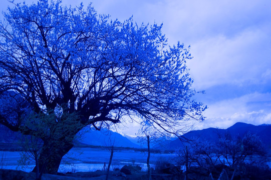 林芝桃花沟