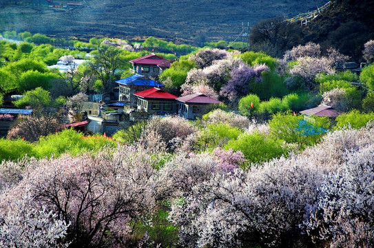 林芝桃花沟